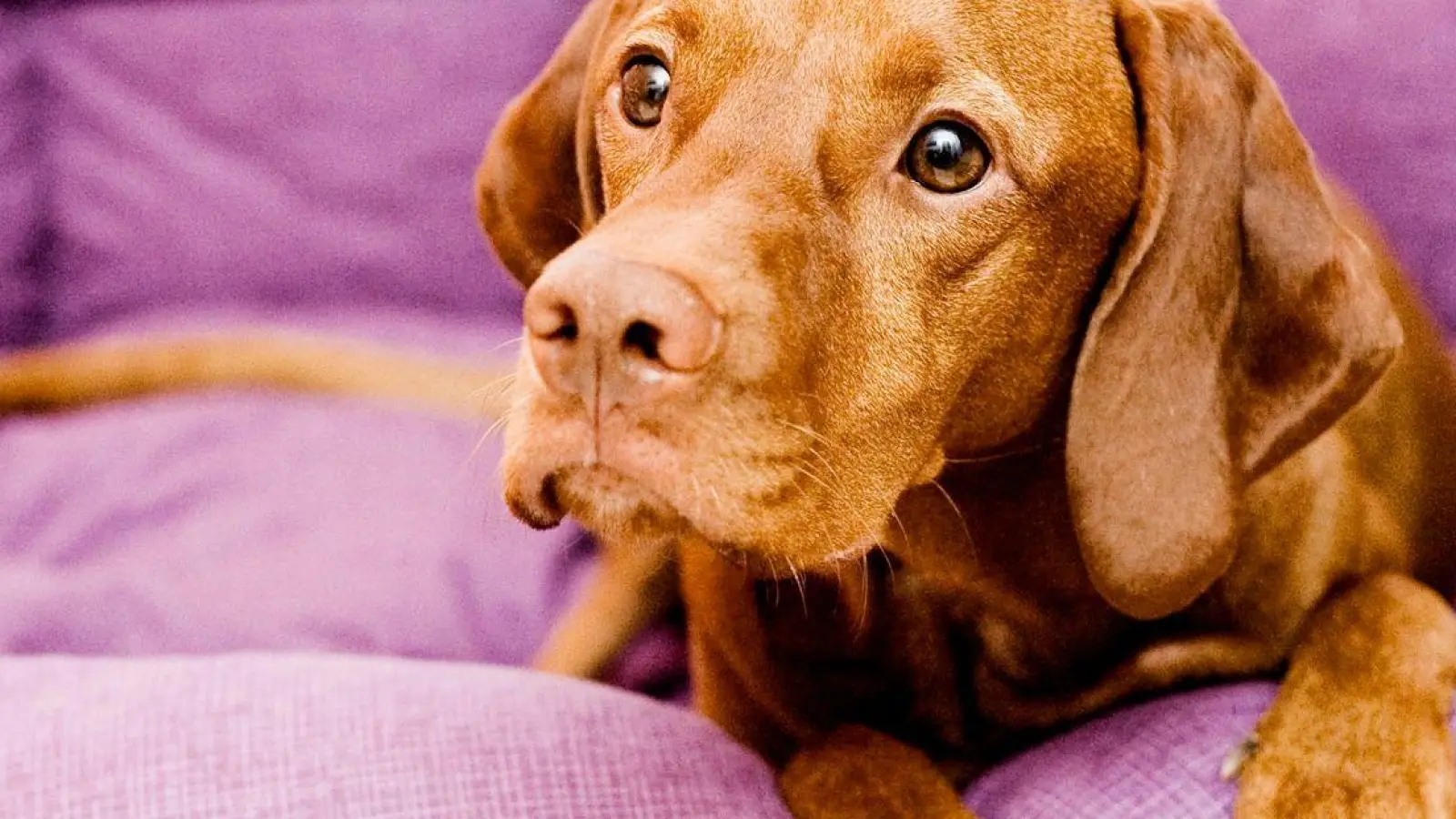 Hat man am besten bereits bevor der Hund einzieht: ein Körbchen oder eine Decke zum Schlafen für den Vierbeiner. (Foto: Monique Wüstenhagen/dpa-tmn/dpa)