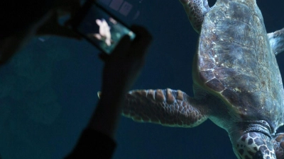 Diese Unechte Karettschildkröte (lat. Caretta caretta) im Meeresmuseum von Stralsund ist ein wunderbares Fotomotiv - sofern man weiß wie man in Aquarien spiegelfrei fotografiert. (Foto: Stefan Sauer/dpa-Zentralbild/dpa)
