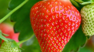 In einem Gewächshaus ist eine reife Erdbeere neben noch grünen Früchten zu sehen. (Foto: Patrick Pleul/dpa)
