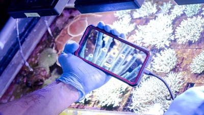 Samuel Nietzer kontrolliert die Steinkorallen in den Aquarien des Start-ups SciReef. (Foto: Sina Schuldt/dpa)