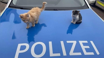 In der Obhut der Polizei: Diese beiden Katzenbabys haben Unbekannte an der Raststätte Ohrenbach ausgesetzt. (Foto: Polizei)