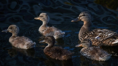 Eine Entenfamilie schwimmt auf einem See. (Foto: Bernd Thissen/dpa)