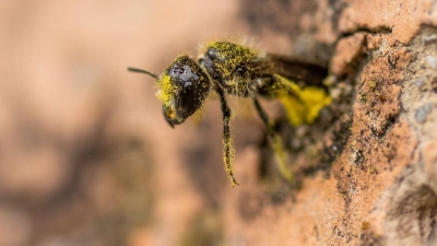 Eine Gemeine Löcherbiene (Heriades truncorum) schiebt sich rückwärts in ihr Nestloch an einer steinernen Nisthilfe. (Foto: Christian Lademann/dpa)