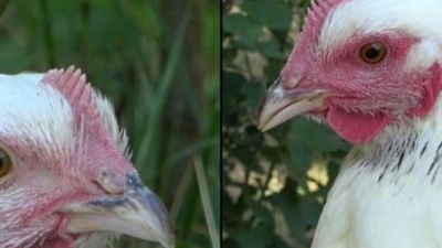 Die linke Henne ist den Angaben zufolge im Ruhezustand und daher ist ihr Gesicht nur leicht rot gefärbt. Rechts sieht man ein stark errötetes Gesicht, nachdem das Huhn eine negative Erfahrung gemacht hat. (Foto: INRAE - Bertin and Arnould/EurekAlert/dpa)