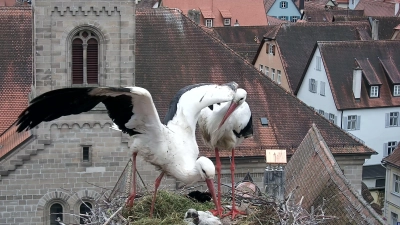 Die Storchenfamilie auf dem Dach des Alten Rathauses in Dinkelsbühl hat Fans aus der ganzen Welt. Die Entwicklung der Küken wird mit einer Web-Cam ins Internet übertragen. (Foto: BN-Storchenkamera)