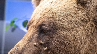 Der ausgestopfte Braunbär „Bruno“ wird im Museum Mensch und Natur ausgestellt. (Foto: Peter Kneffel/dpa)