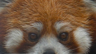 Der Rote Panda wird auch Katzenbär genannt (Symbolbild). (Foto: Cristobal Escobar/Agencia Uno/dpa)