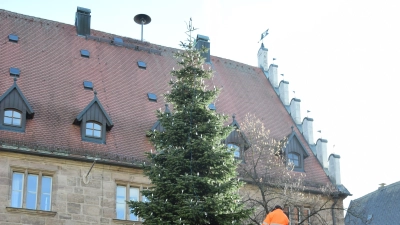 Voriges Jahr wurde diese Nordmanntanne aus Wicklesgreuth zum Christbaum. (Archivfoto: Florian Schwab)