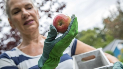 Helles Grüngelb, leuchtendes Rot: Diese Äpfel sind reif genug für die Ernte. (Foto: Christin Klose/dpa-tmn)