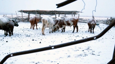 Die Mongolei wurde von einem extremen Wintereinbruch heimgesucht, dem viele Tiere zum Opfer fielen. (Foto: Davaanyam Delgerjargal/dpa)
