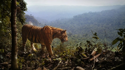 Ein Sumatra-Tiger steht am Rande des Waldes in Indonesien. (Foto: Matthew Luskin/University of Queensland/dpa)