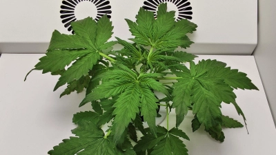 So sieht eine Cannabispflanze in der dritten Woche nach der Keimung in der Hey-abby Grow Box aus. (Foto: heise medien/heise medien/dpa)