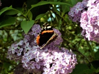 Fliederduft lockt Schmetterling - gesehen bei Uehlfeld. (Foto: Cornelia Voigt)