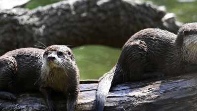 So sitzt es sich gemütlich - Otter brauchen allerdins viel Bewegung. (Foto: Sebastian Christoph Gollnow/dpa)