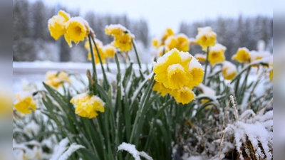Schnee auf gelben Narzissen, auch Osterglocken genannt, in Böhemnkirch (Baden-Württemberg). (Foto: Marius Bulling/dpa)