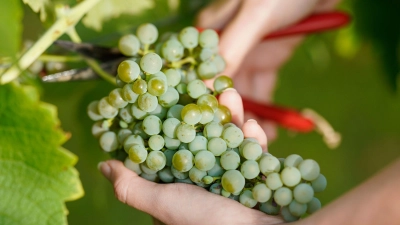 Weintrauben: Wenig Frost und Hagel und überschaubaren Schädlingsbefall lassen auf eine gute Ernte hoffen. (Foto: Uwe Anspach/dpa)