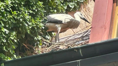 Hier ging es für den jungen Storch nicht mehr weiter. (Foto: Feuerwehr Rothenburg)