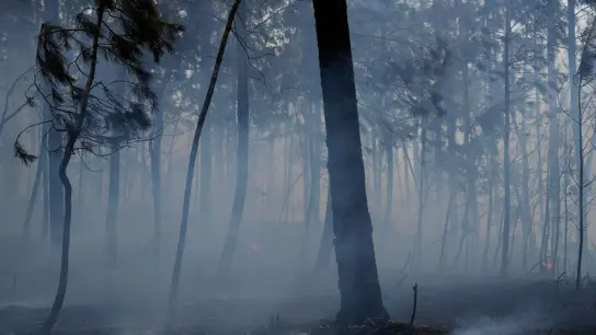 Rauch steigt zwischen verbrannten Bäumen vom Boden auf, nachdem ein Waldbrand im Dorf Rebolo in der Nähe von Ansiao erneut ausgebrochen ist. Tausende von Feuerwehrleuten kämpfen in Portugal weiterhin gegen Brände im ganzen Land. (Foto: Armando Franca/AP/dpa)