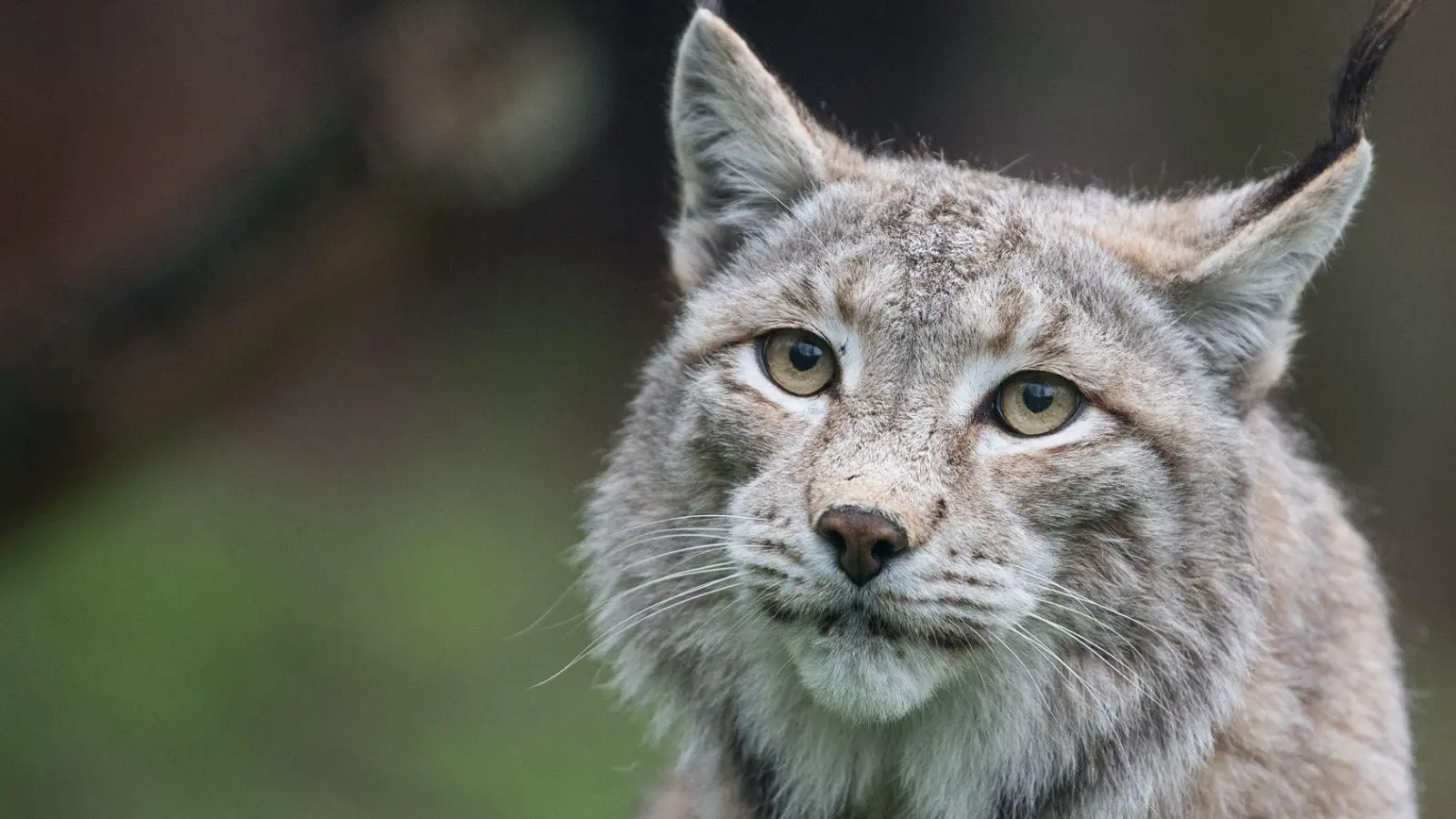 Der Zoo in Aalborg weist darauf hin, dass Raubtiere wie Luchse auf ganze Beutetiere angewiesen sind - gerne auch Haustiere. (Archivbild) (Foto: Sebastian Gollnow/dpa)