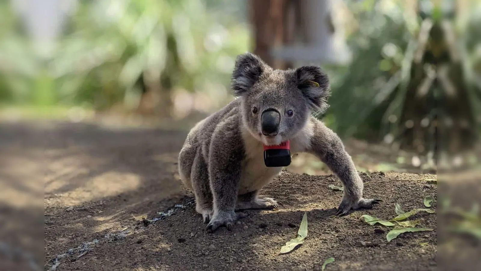 Koalas sind bedroht - etwa durch die Rodung von Bäumen, wie eine Studie nun herausfand. (Foto: Ami Fadhillah Amir Abdul Nasir/Society for Experimental Biology/dpa)