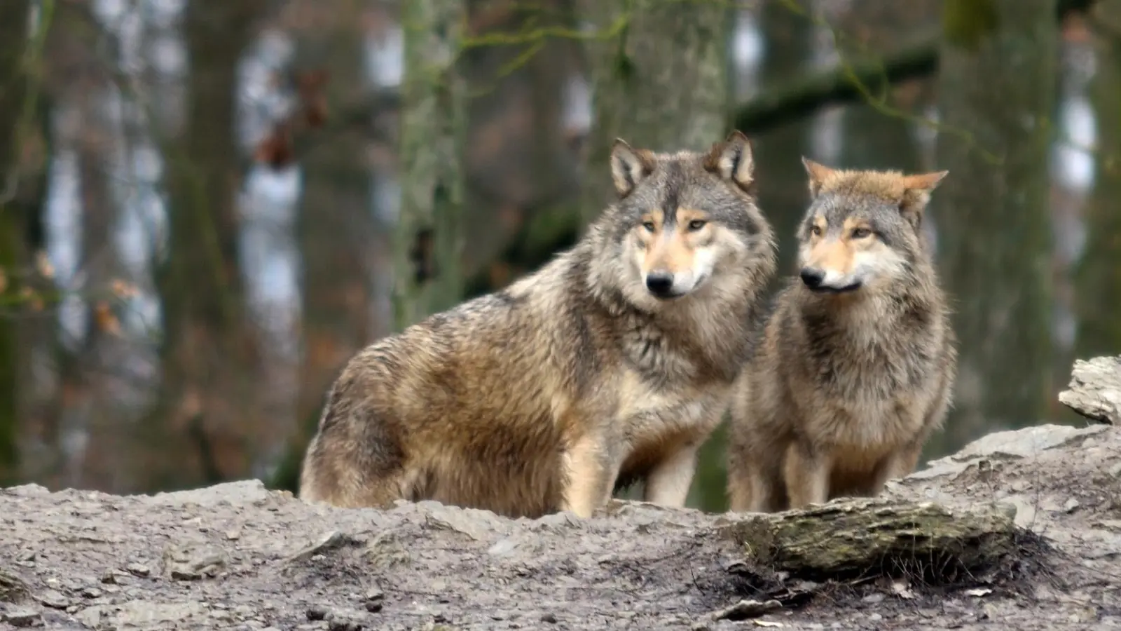 Diese Wölfe leben im Wildpark. Doch auch in freier Natur siedeln sie sich wieder an. (Foto: Sabrina Mägerlein)