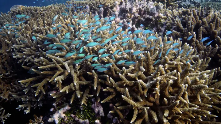 Ein Fischschwarm schwimmt über Korallen vor der Küste von Queensland im Osten Australiens. (Foto: Sam Mcneil/AP/dpa)