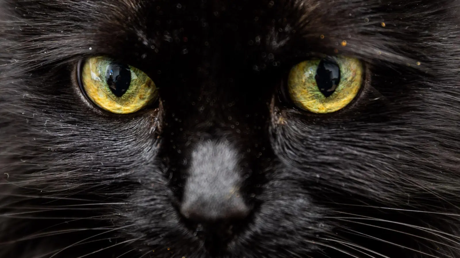 Weiß eine KI, was diese Katzenaugen sagen?  (Foto: Christoph Soeder/dpa/dpa-tmn)
