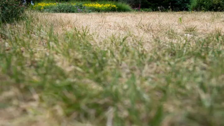 Viele Rasenflächen sind vertrocknet und haben durch die sommerliche Hitze gelitten. (Foto: Franziska Gabbert/dpa-tmn)