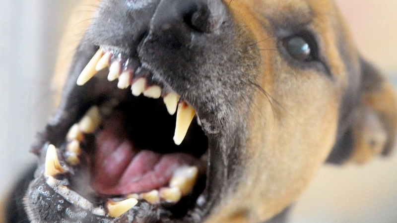 Der Hund (hier ein Symbolfoto) sei aggressiv gewesen und auf den Fußgänger zugelaufen, berichtet die Polizei. (Symbolbild: dpa/Soeren Stache)