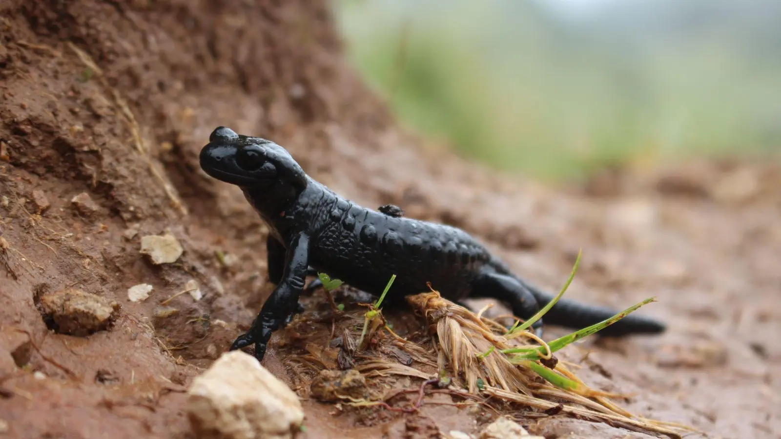 Im Juli ist der Alpensalamander besonders aktiv, weil die Paarungszeit im vollen Gange ist.  (Foto: Christine Geidel/Landesbund für Vogel- und Naturschutz in Bayern/dpa)