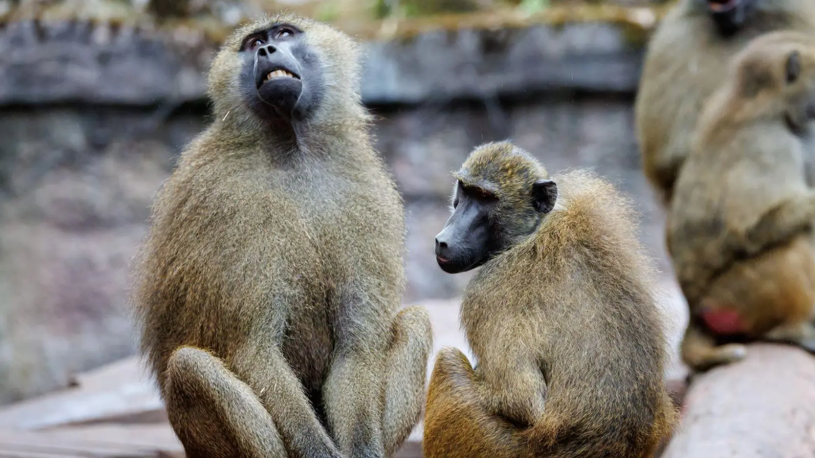 Die Tötung der Paviane hat viele Menschen emotional berührt. (Archivbild) (Foto: Daniel Karmann/dpa)