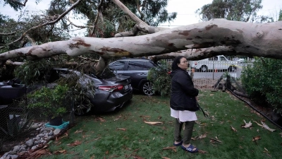 Umgestürzte Bäume nach dem Tropensturm „Hilary“ im Sun Valley in Kalifornien. (Foto: Marcio Jose Sanchez/AP/dpa)