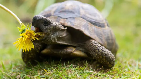Landschildkröten brauchen Wildkräuter wie Löwenzahn, um gesund zu bleiben. (Foto: Benjamin Nolte/dpa-tmn)
