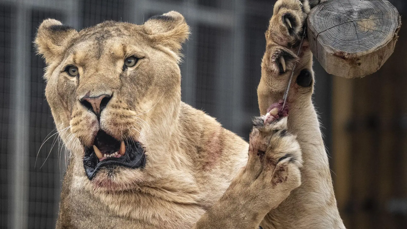 Der Eindringling kletterte rund sechs Meter über eine Mauer und an einen Baum in das Gehege hinunter. (Symbolbild)  (Foto: Ben Birchall/PA Wire/dpa)