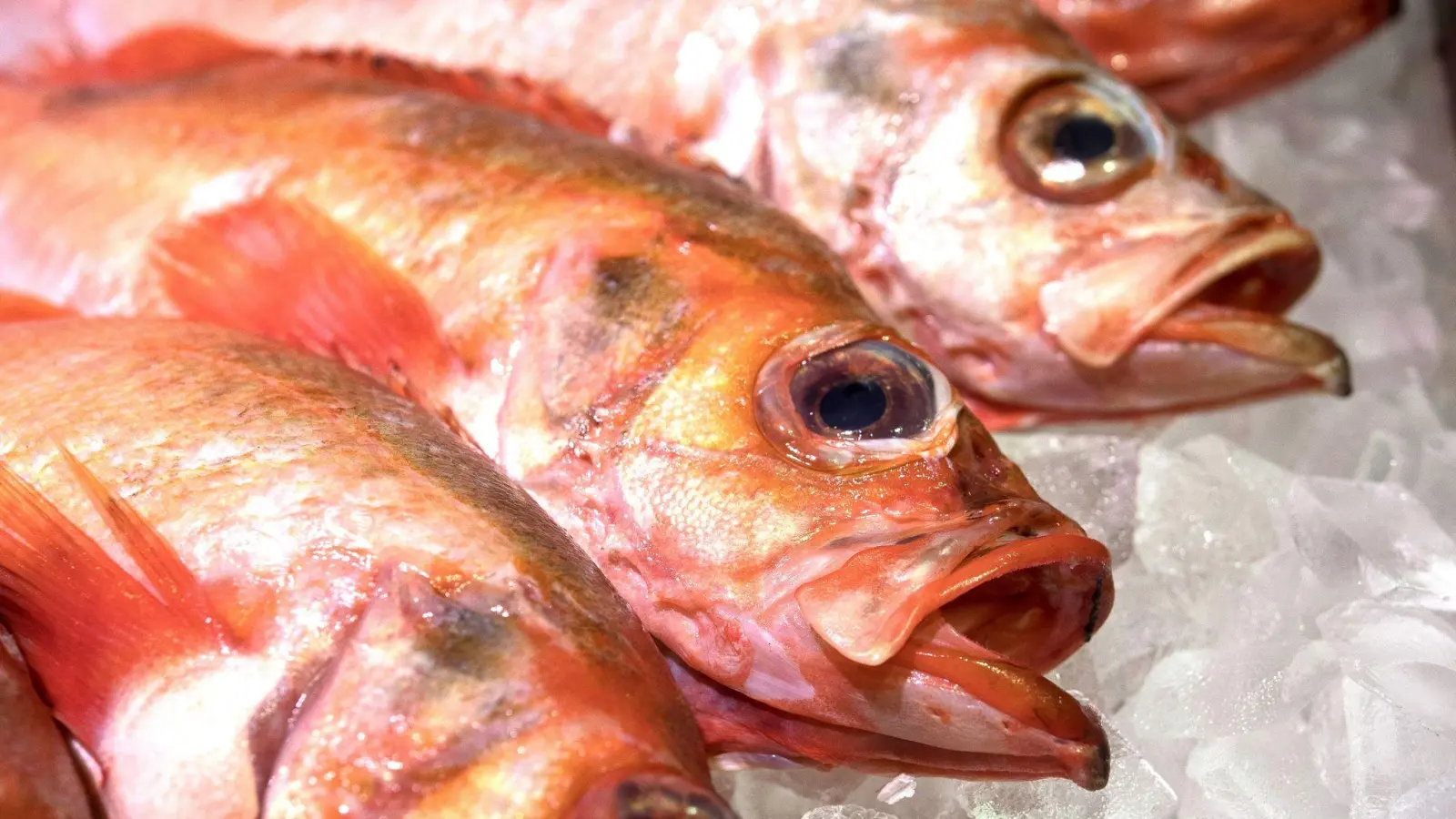 Damit Rotbarsch als empfehlenswert gilt und aus nachhaltigem Fischfang kommt, muss man genau auf das Fanggebiet und die Fangmethode achten. (Foto: Robert Günther/dpa-tmn)