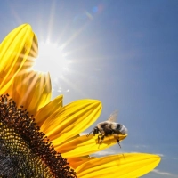 Sieben Jahre nach dem Ruf der Bayern nach mehr Artenschutz bei „Rettet die Bienen“ zieht der Trägerkreis des Volksbegehrens ein durchwachsenes Fazit bei der Umsetzung. (Illustration) (Foto: Felix Kästle/dpa)