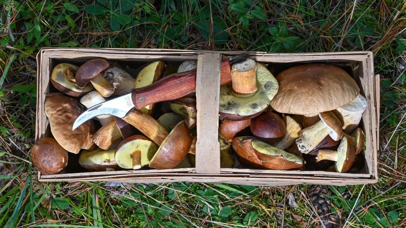 Der Korb eines Pilzsammlers. (Foto: Patrick Pleul/dpa-Zentralbild/dpa)