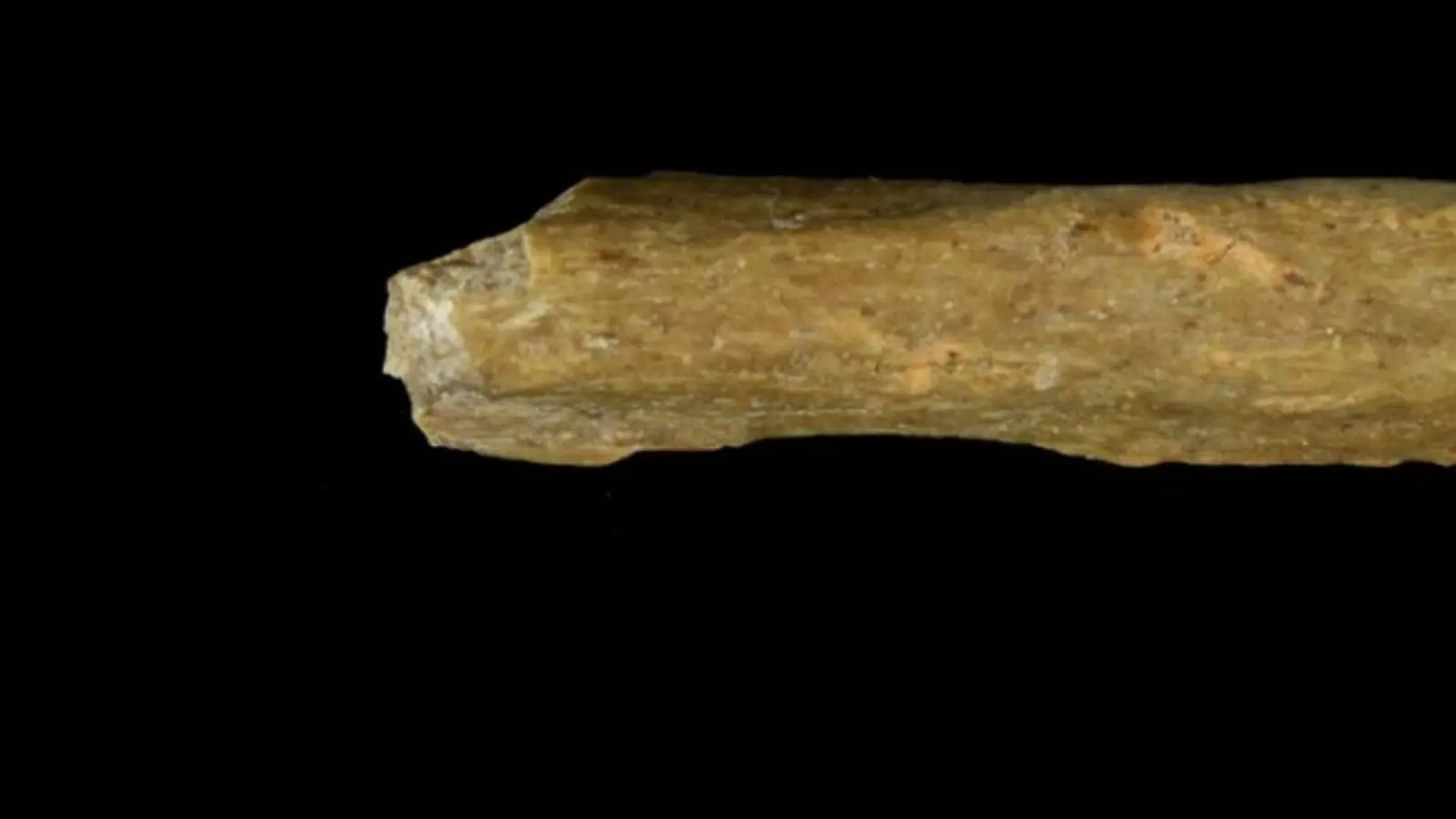 Es wurden Knochenreste gefunden, deren DNA eindeutig vom Homo sapiens stammt. (Foto: Tim Schüler TLDA/dpa)