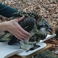 Gewogen, vermessen, beringt. Nach dem Ausflug auf den Waldboden zur Aufnahme der Daten geht‘s für den jungen Fischadler wieder zurück in den Horst in luftige Höhen. (Foto: Michel Reingruber)