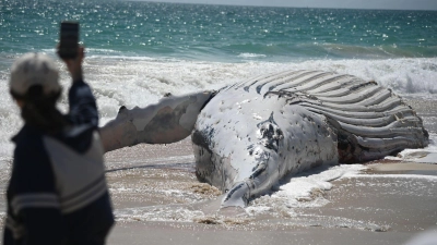 Der City Beach in Perth bleibt vorläufig für Badegäste geschlossen. (Foto: Aaron Bunch/AAP/dpa)