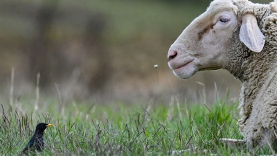 Wem das mutmaßlich trauernde Schaf gehört, ist bislang nicht geklärt - vorerst hat es Unterschlupf auf einem Hof gefunden. (Symbolbild) (Foto: Patrick Pleul/dpa)