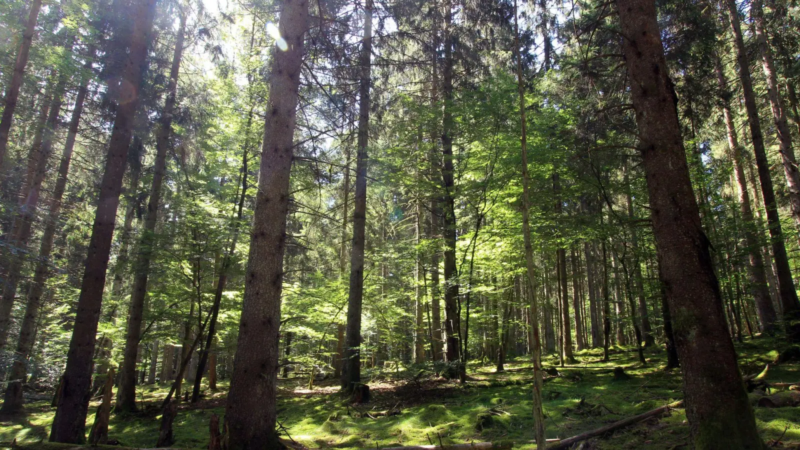 Junge Mischwälder sind der beste Klimaschutz: Die Forstbetriebsgemeinschaft Westmittelfranken traf sich zur Jahresversammlung bei Feuchtwangen.  (Symbolbild: Bernd F. Meier/dpa)