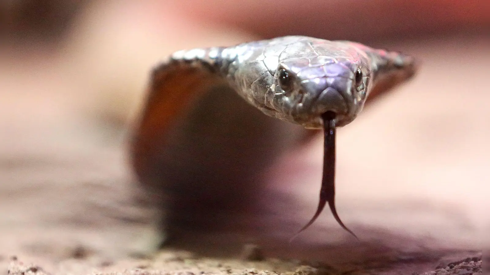 Die Schlange - mutmaßlich eine Kobra - war nach Angaben der Polizei in die Hose des Urlaubers gekrochen. (Archivbild) (Foto: Roland Weihrauch/dpa)