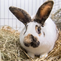 Kaninchen zeigen oft nicht eindeutig, wie es ihnen geht. Deshalb sollten Halter Ohren, Körperhaltung, Bewegung und Verhalten beobachten. (Foto: Robert Günther/dpa-tmn)