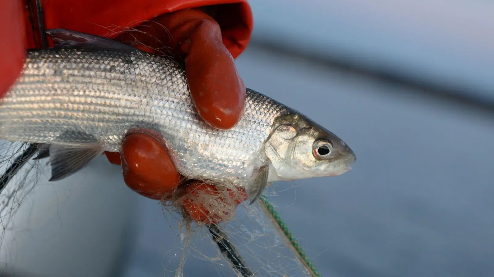 Der Bestand des beliebten Speisefischs könnte sich langsam wieder erholen. (Archivbild)  (Foto: Felix Kästle/dpa)