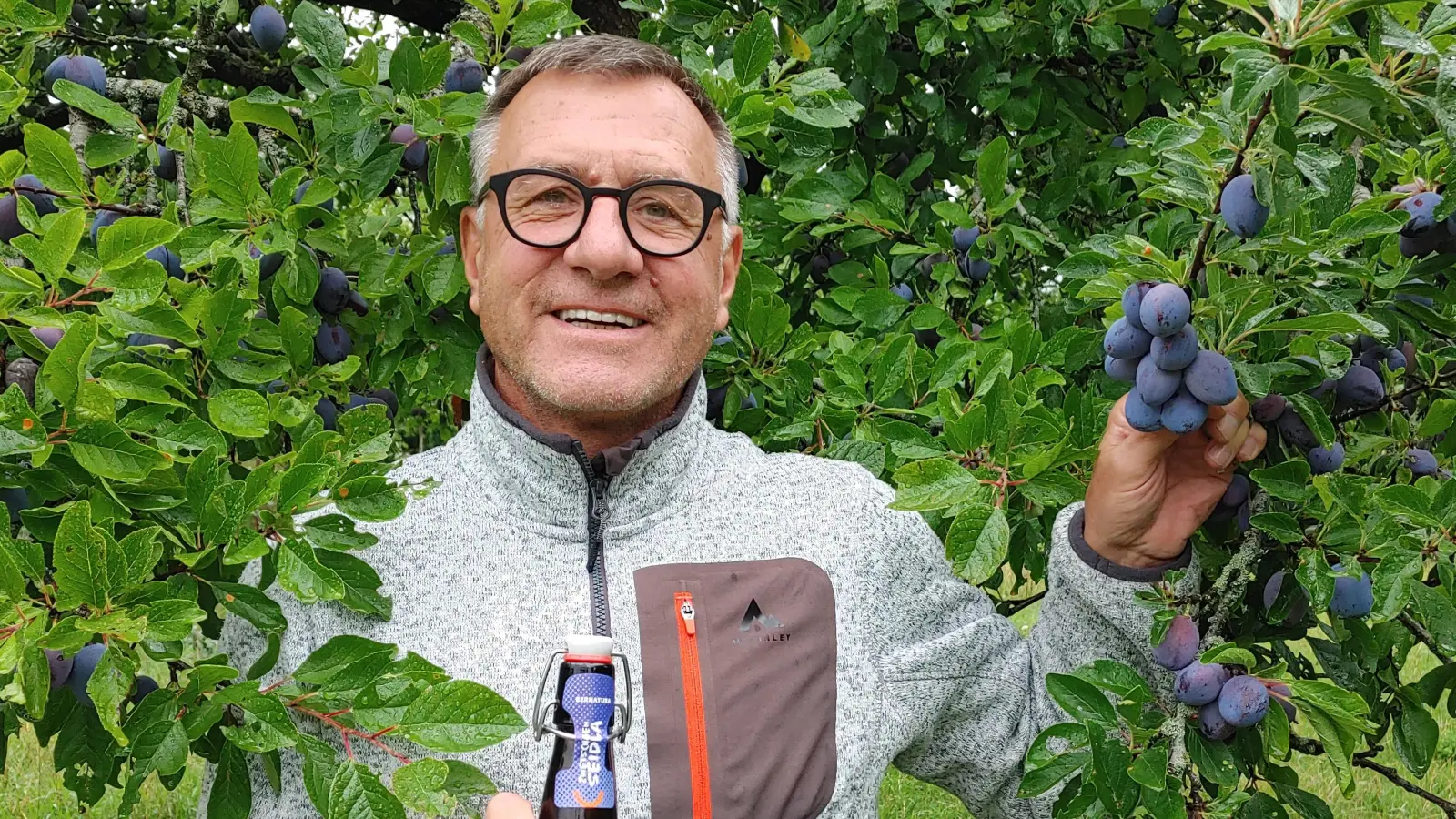 Noch sind die Früchte in den Burgbernheimer Streuobstwiesen etwas sauer, findet Stadtgärtner Ernst Grefig. Fürs Zwetschgenseidla müssen sie reif sein. (Foto: Katrin Merklein)