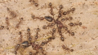 Gebietsfremde Großköpfige Ameisen (Pheidole megacephala) vertreiben heimische Crematogaster-Ameisen. (Foto: Pat Milligan/University of Wyoming/dpa)