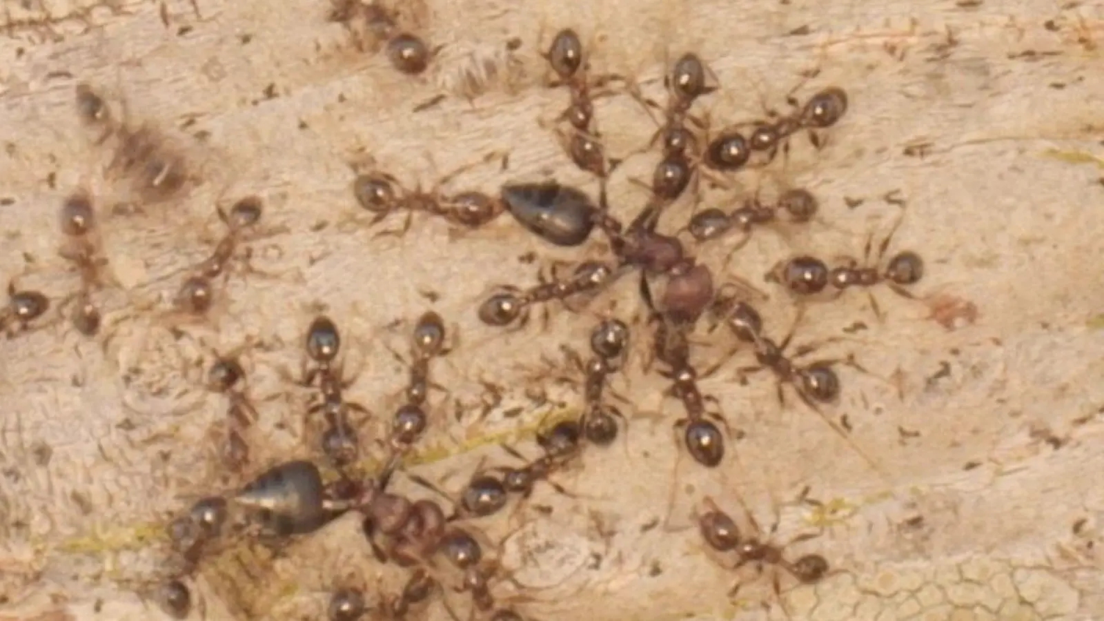 Gebietsfremde Großköpfige Ameisen (Pheidole megacephala) vertreiben heimische Crematogaster-Ameisen. (Foto: Pat Milligan/University of Wyoming/dpa)