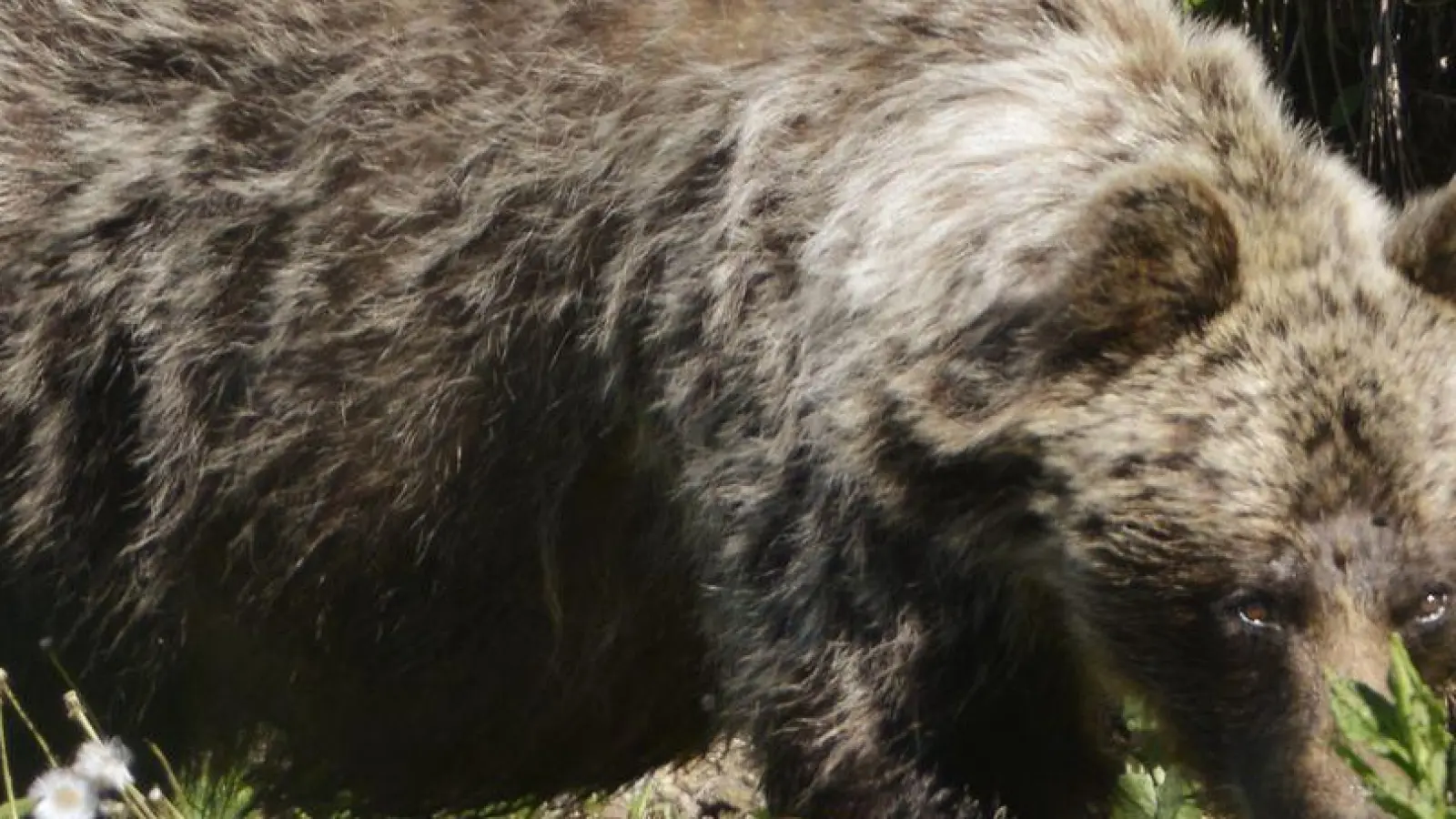 In der Slowakei gibt es mehr als tausend frei lebende Braunbären. (Foto: Milan Kapusta/tasr/dpa)
