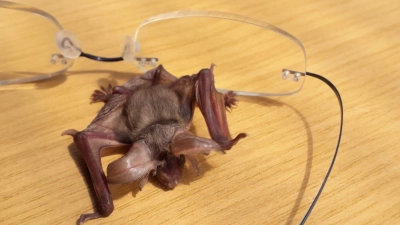 Das verwaiste Langohr-Baby Luise wird derzeit in Scheinfeld ernährt, bis es eigenständig in der Natur überleben kann. (Foto: Jana Stepanek)